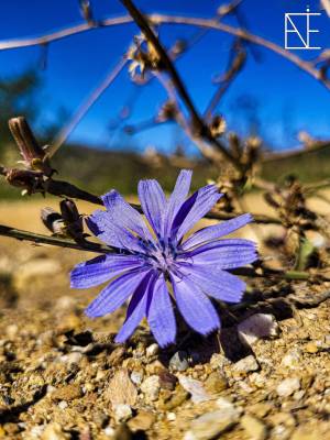 03_Blume_100415_original