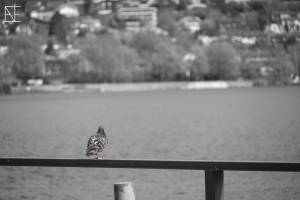 07_Taube_0348-1_original